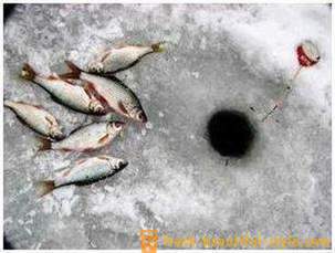 Roach ribolov v zimskem času. Loteva za lov rdečeoke zimo