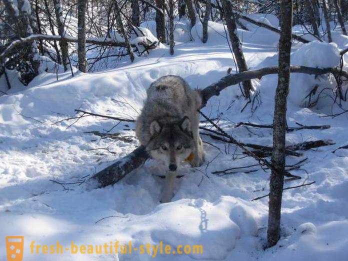 Wolf lov. Metode lova volkov