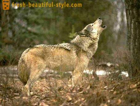 Wolf lov. Metode lova volkov